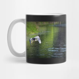 Great Blue Heron in flight, Trojan pond, near Goble, Oregon 3 Mug